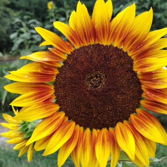 Unlisted show - Picture 1 of 4